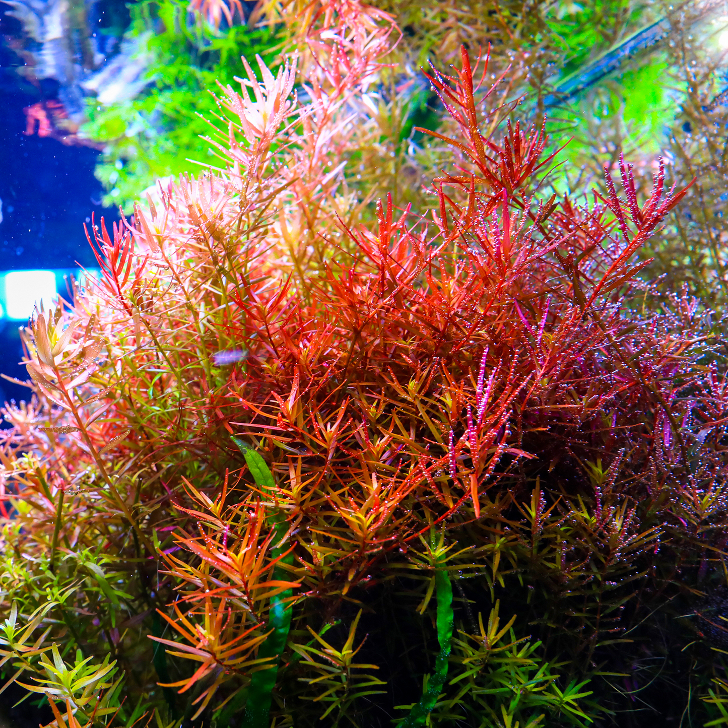 TWINSTAR 20B Ver. 3.0 - WRGB Aquarium Lighting for 20cm to 25cm / 8" to 9.8" tank