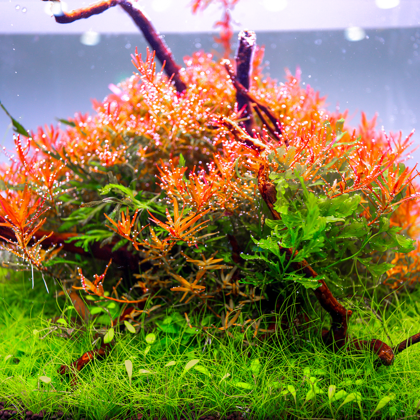 TWINSTAR 20B Ver. 3.0 - WRGB Aquarium Lighting for 20cm to 25cm / 8" to 9.8" tank