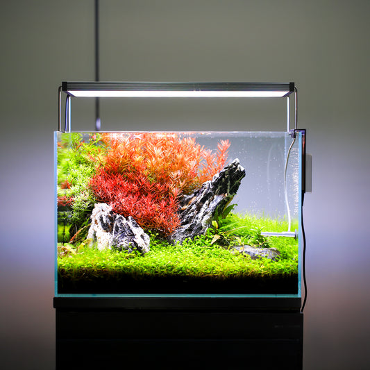 TWINSTAR 75B Ver. 3.0 – High-Performance WRGB Light for 75–85 cm (29.5"-33.5") Planted Aquarium.