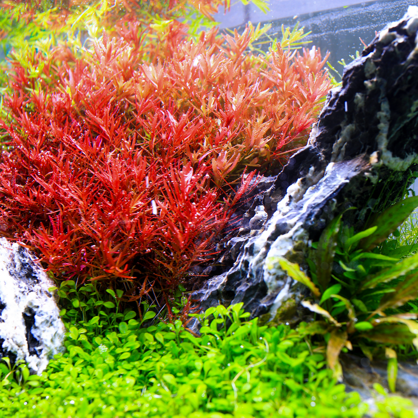 TWINSTAR 20B Ver. 3.0 - WRGB Aquarium Lighting for 20cm to 25cm / 8" to 9.8" tank