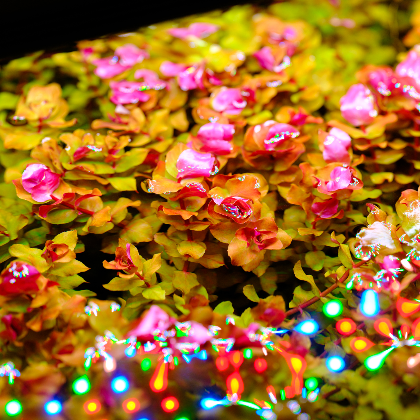 TWINSTAR 200S Ver. 5.0 - High brightness premium Aquarium LED Light for 20cm / 8" tank
