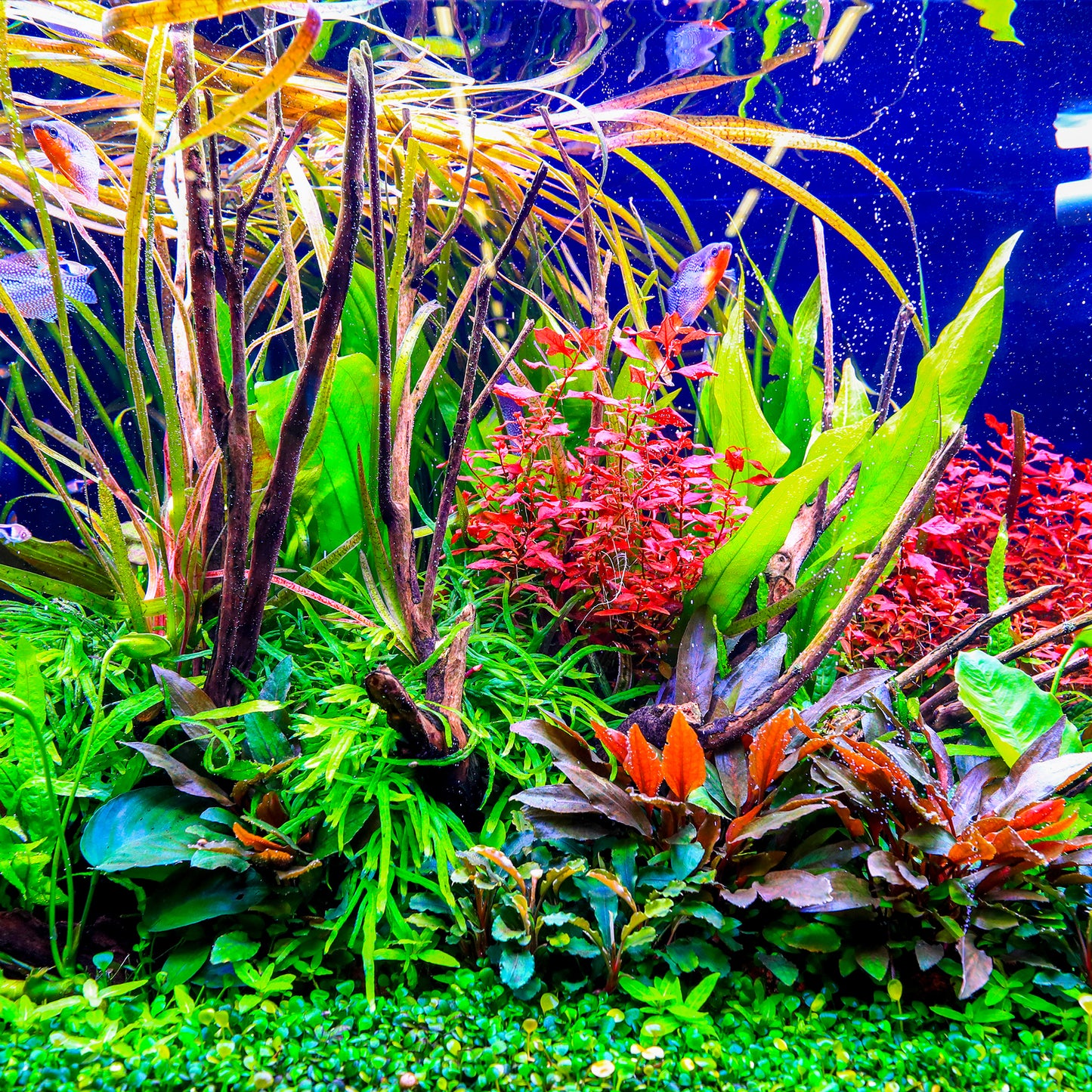 TWINSTAR 900S Ver.5.0 – Premium WRGB Light for 90cm (36") Planted Aquarium