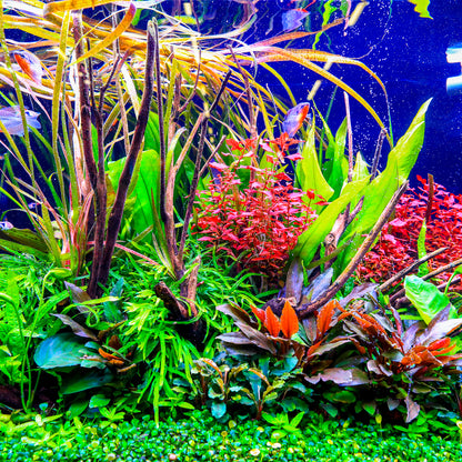 TWINSTAR 900S Ver.5.0 – Premium WRGB Light for 90cm (36") Planted Aquarium