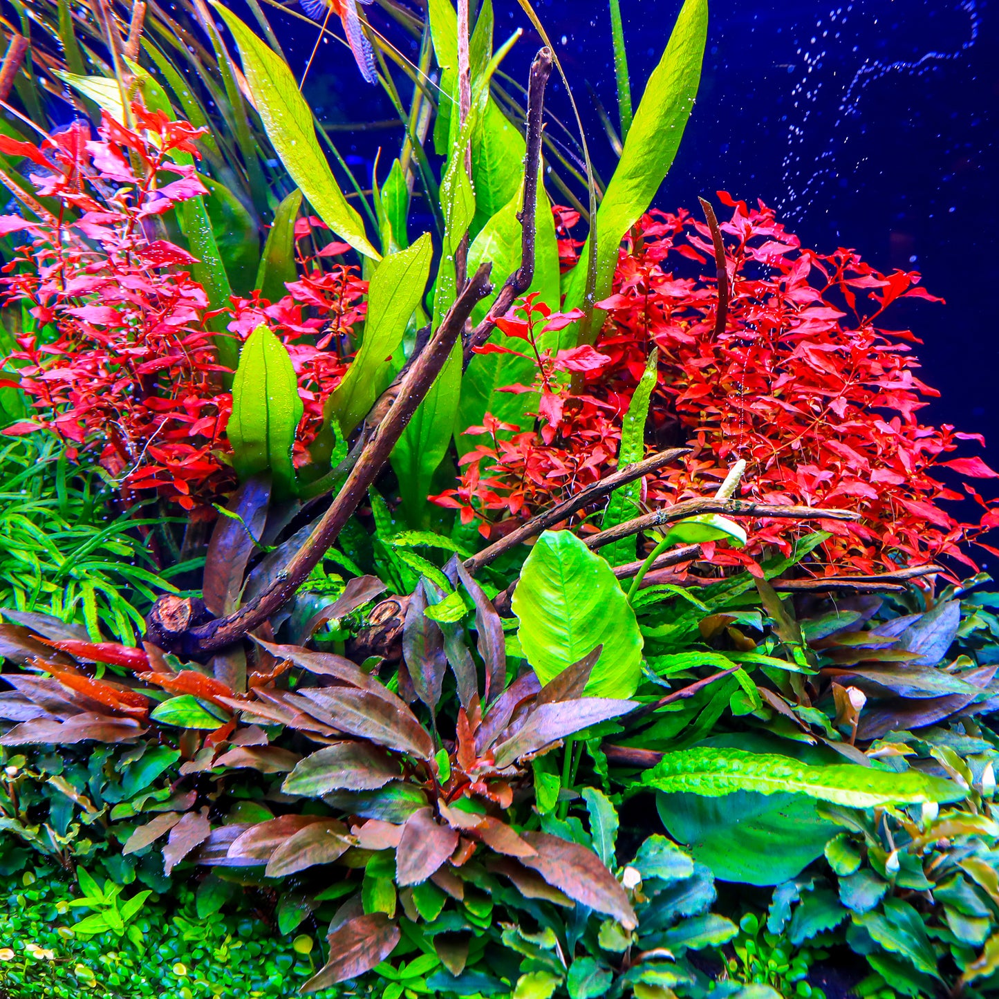 TWINSTAR 900S Ver.5.0 – Premium WRGB Light for 90cm (36") Planted Aquarium