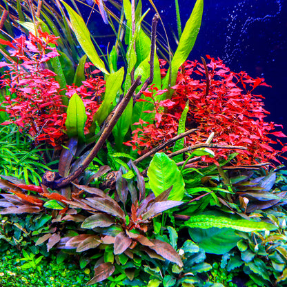 TWINSTAR 900S Ver.5.0 – Premium WRGB Light for 90cm (36") Planted Aquarium