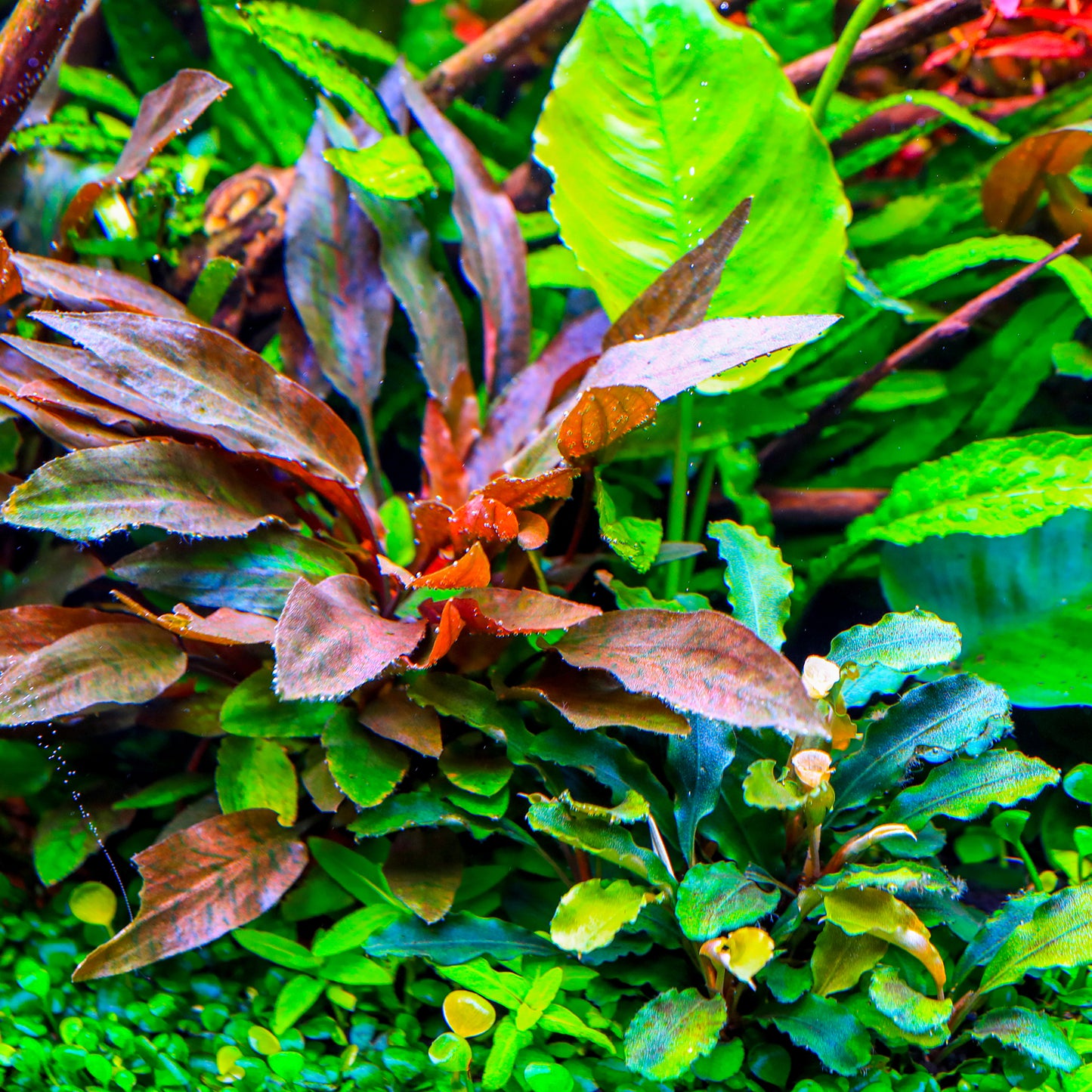 TWINSTAR 900S Ver.5.0 – Premium WRGB Light for 90cm (36") Planted Aquarium