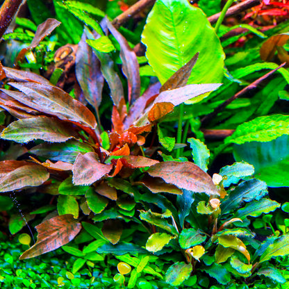 TWINSTAR 900S Ver.5.0 – Premium WRGB Light for 90cm (36") Planted Aquarium