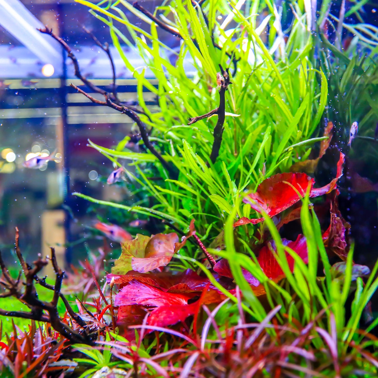 TWINSTAR 900S Ver.5.0 – Premium WRGB Light for 90cm (36") Planted Aquarium