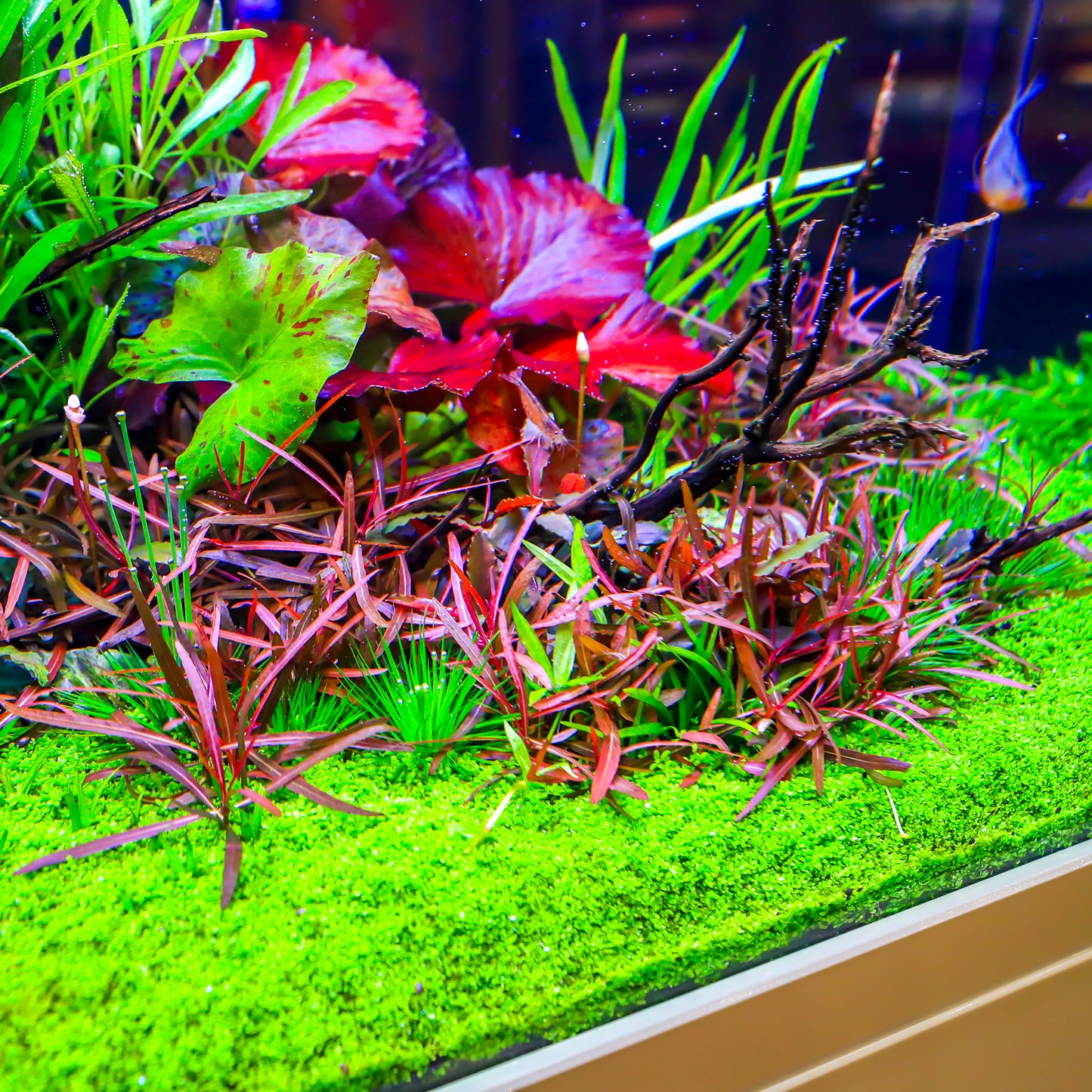 TWINSTAR 900S Ver.5.0 – Premium WRGB Light for 90cm (36") Planted Aquarium