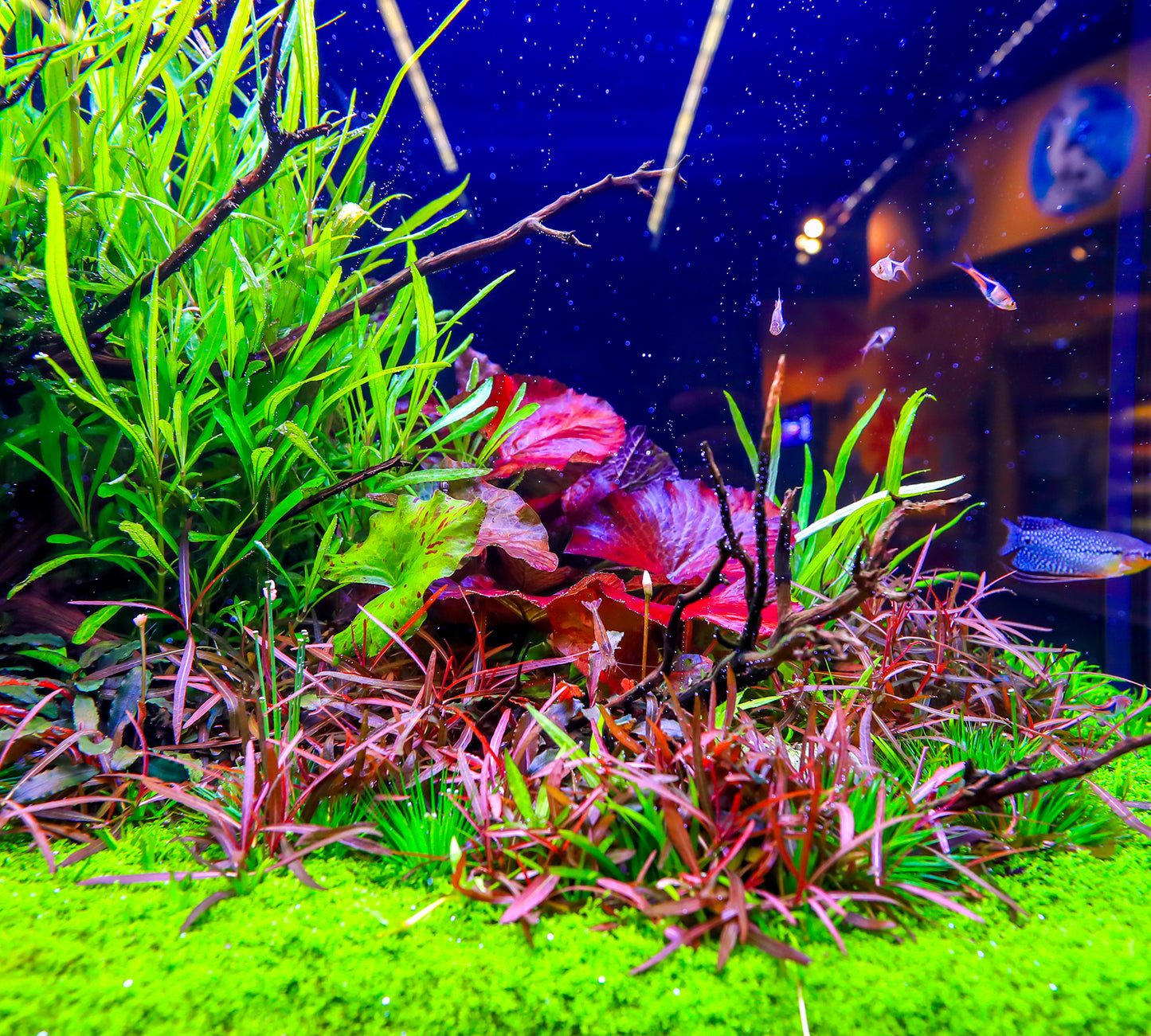 TWINSTAR 900S Ver.5.0 – Premium WRGB Light for 90cm (36") Planted Aquarium