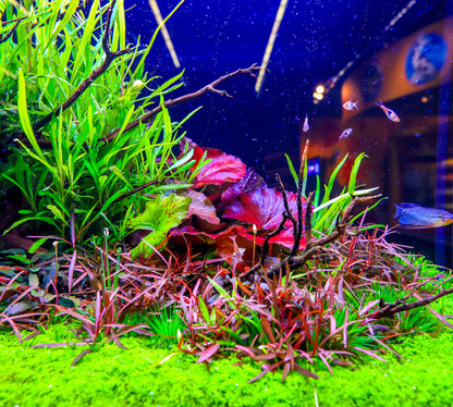 TWINSTAR 900S Ver.5.0 – Premium WRGB Light for 90cm (36") Planted Aquarium