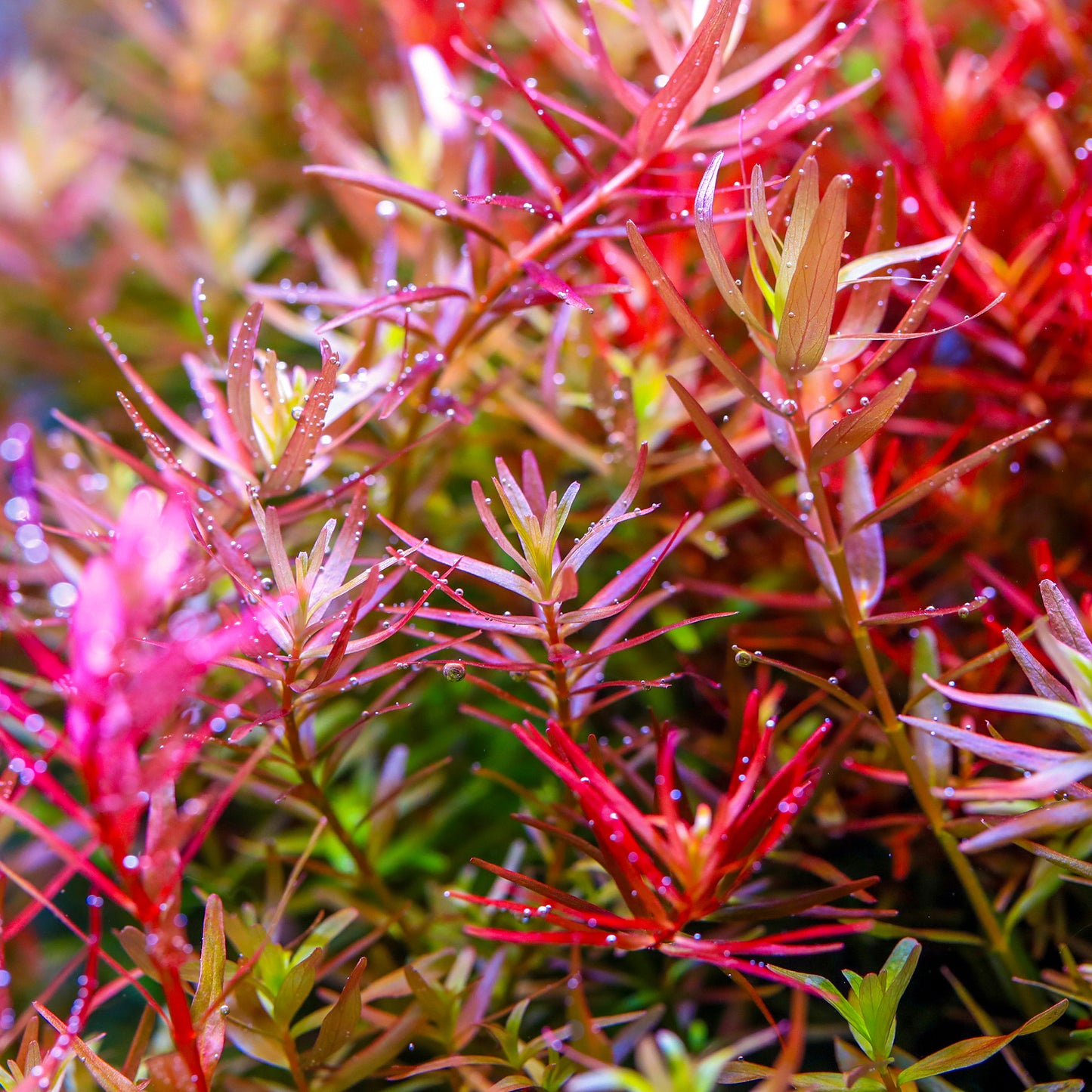 TWINSTAR 200E Ver.5.0 – Compact Premium Aquarium Light for 20cm / 8″ Planted Tank