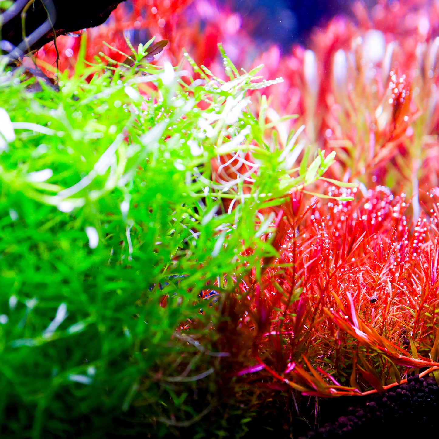 TWINSTAR 1200E Ver.5.0 – Compact Premium Aquarium Light for 120cm / 48" tank