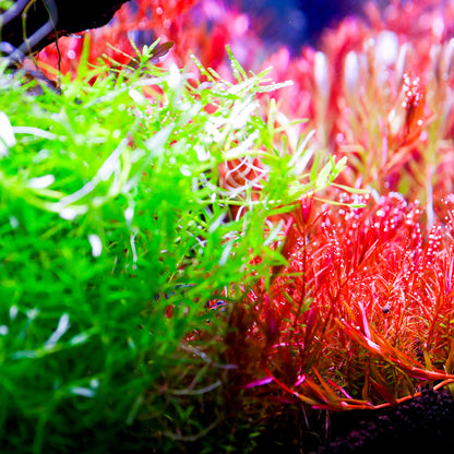 TWINSTAR 1200E Ver.5.0 – Compact Premium Aquarium Light for 120cm / 48" tank