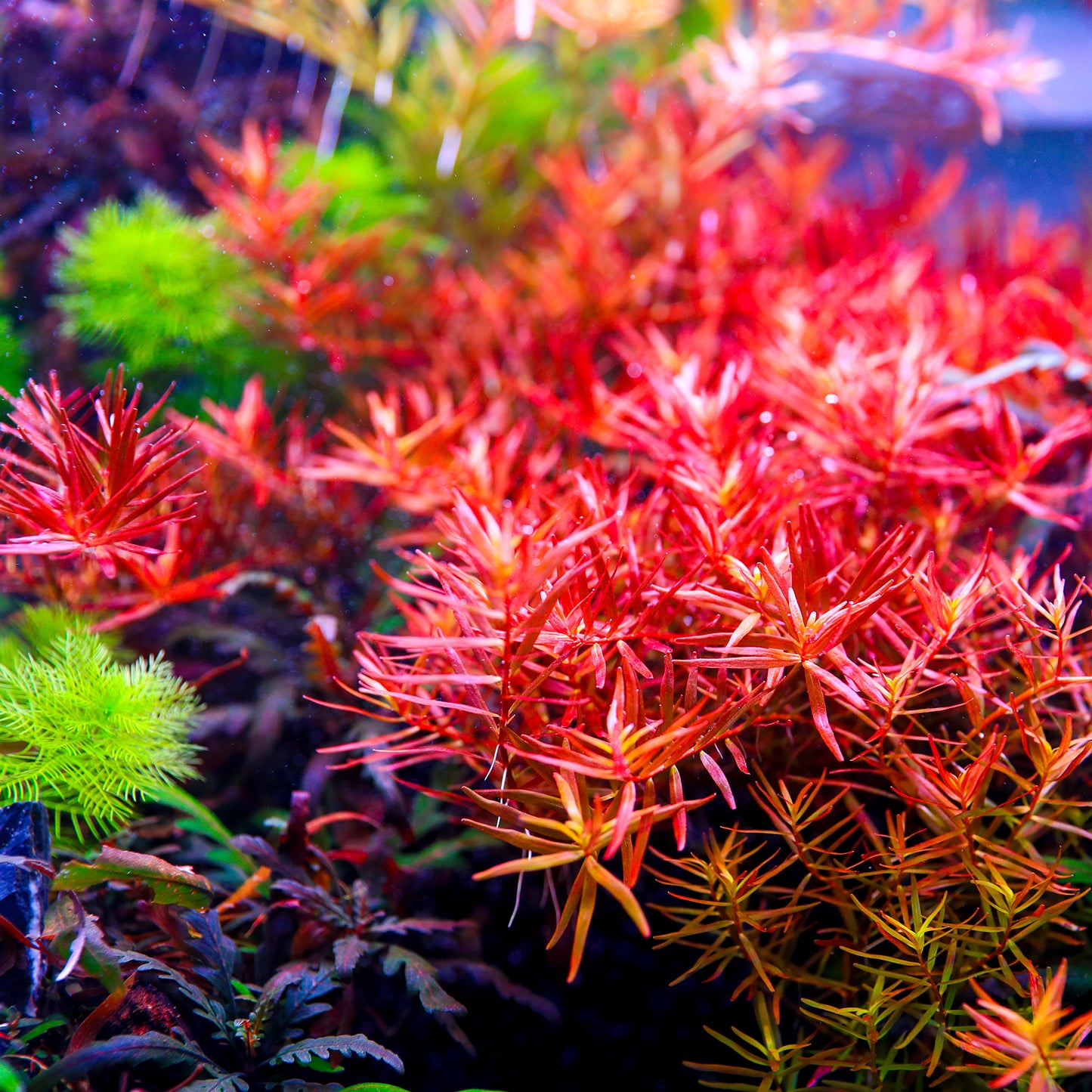 TWINSTAR 900S Ver.5.0 – Premium WRGB Light for 90cm (36") Planted Aquarium