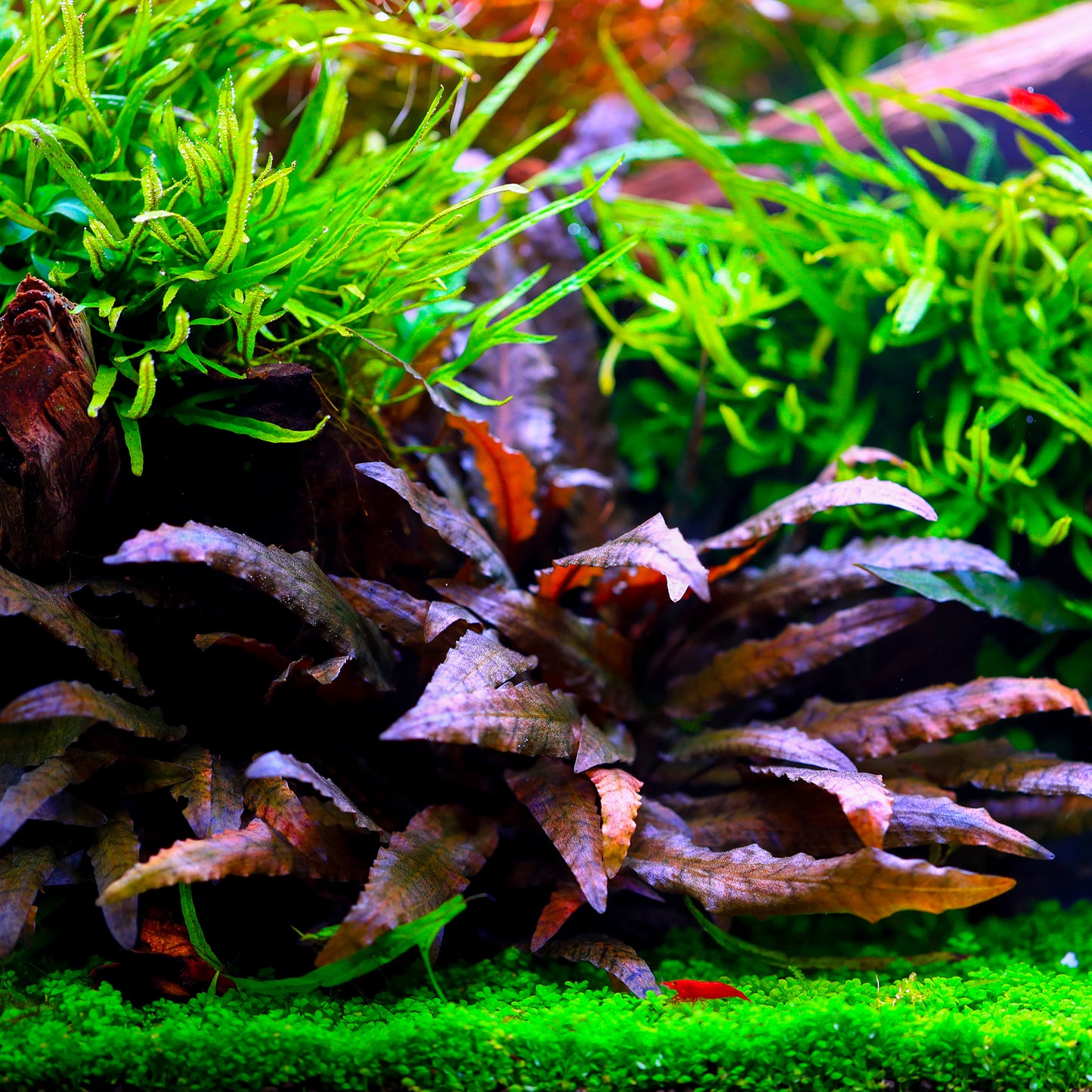 TWINSTAR 1200E Ver.5.0 – Compact Premium Aquarium Light for 120cm / 48" tank