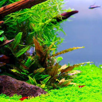 TWINSTAR 1200E Ver.5.0 – Compact Premium Aquarium Light for 120cm / 48" tank