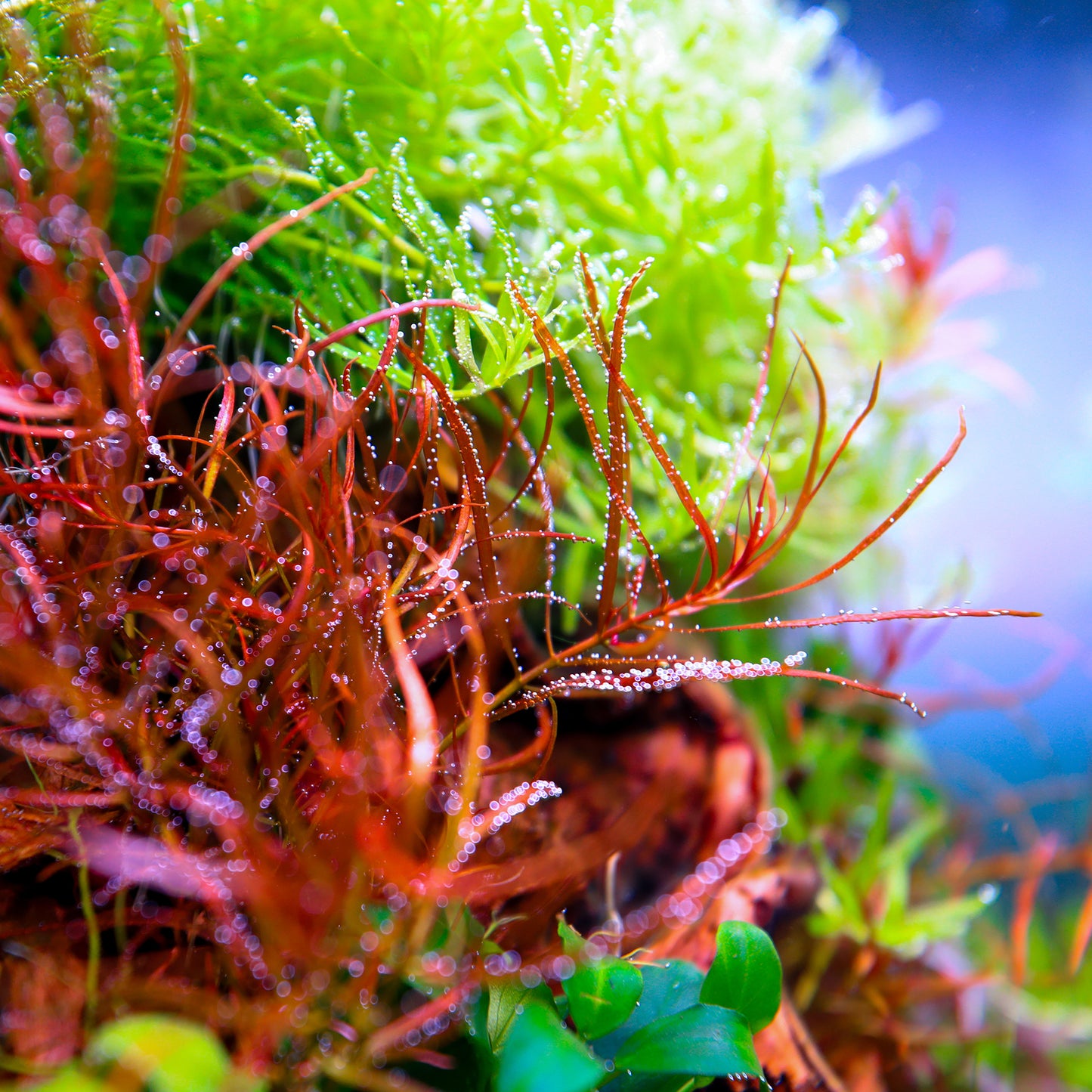 TWINSTAR 200E Ver.5.0 – Compact Premium Aquarium Light for 20cm / 8″ Planted Tank