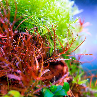 TWINSTAR 200E Ver.5.0 – Compact Premium Aquarium Light for 20cm / 8″ Planted Tank