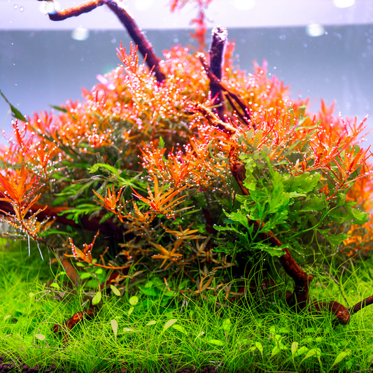 TWINSTAR 120B Ver. 3.0 - WRGB Aquarium Lighting for 120cm to 130cm / 47.2" to 51.2" tank