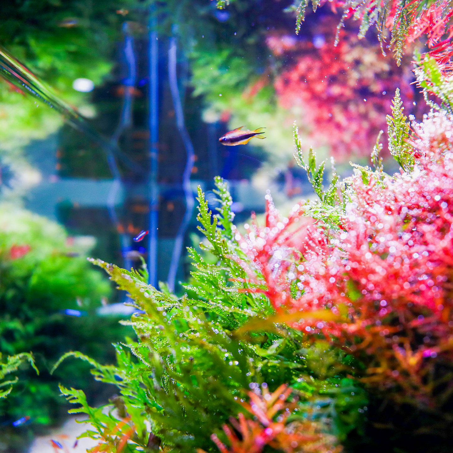 TWINSTAR 1200E Ver.5.0 – Compact Premium Aquarium Light for 120cm / 48" tank