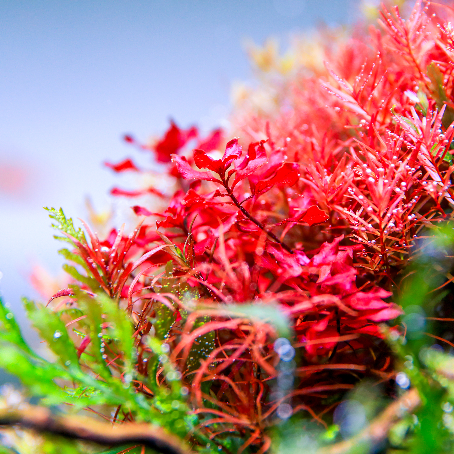 TWINSTAR 750E Ver.5.0 – Compact Premium Aquarium Light for 75-80cm / 30"-32" tank