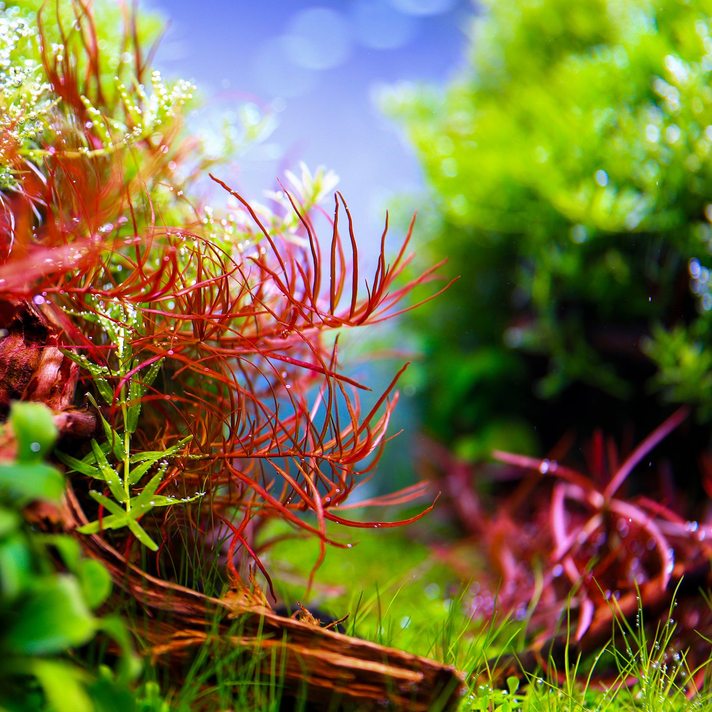 TWINSTAR 200E Ver.5.0 – Compact Premium Aquarium Light for 20cm / 8″ Planted Tank