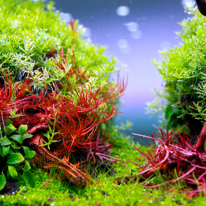 TWINSTAR 200E Ver.5.0 – Compact Premium Aquarium Light for 20cm / 8″ Planted Tank