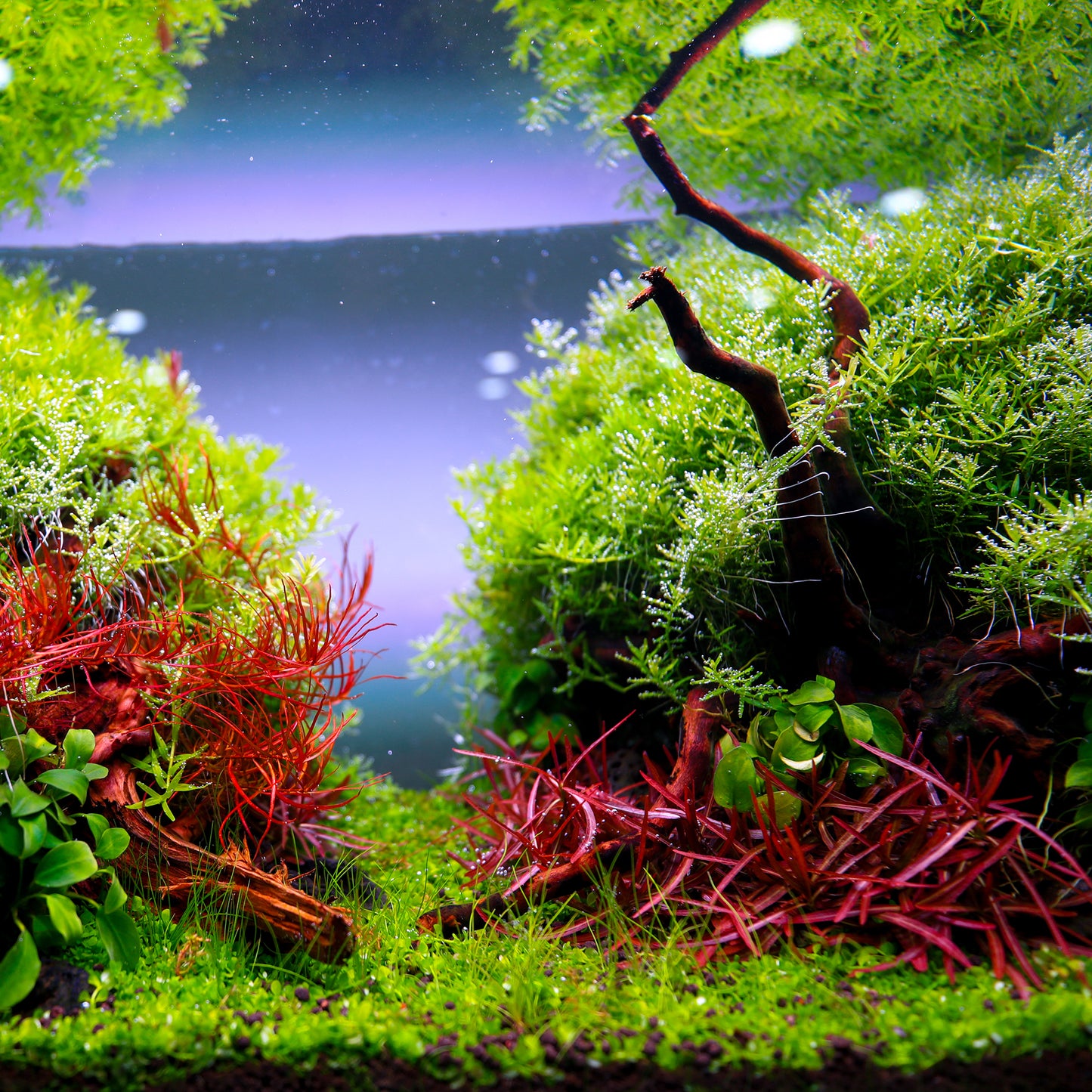 TWINSTAR 450E Ver.5.0 – Compact Premium Aquarium Light for 45cm / 18" tank