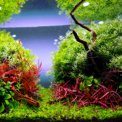 TWINSTAR 450E Ver.5.0 – Compact Premium Aquarium Light for 45cm / 18" tank