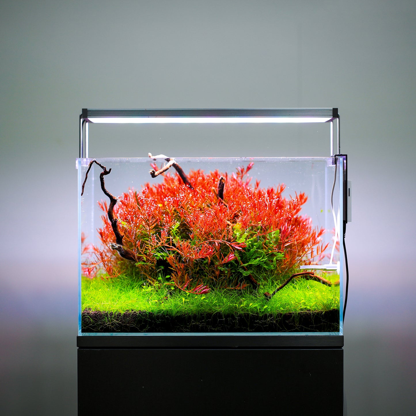 TWINSTAR 20B Ver. 3.0 – High-Performance WRGB Light for 20–25 cm (8–9.8″) Planted Aquarium