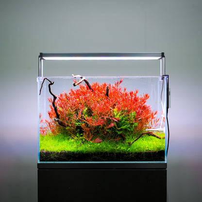 TWINSTAR 20B Ver. 3.0 – High-Performance WRGB Light for 20–25 cm (8–9.8″) Planted Aquarium