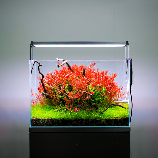 TWINSTAR 20B Ver. 3.0 – High-Performance WRGB Light for 20–25 cm (8–9.8″) Planted Aquarium