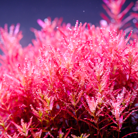 TWINSTAR 200E Ver. 5.0 - Aquarium LED Lighting for 20cm / 8" tank