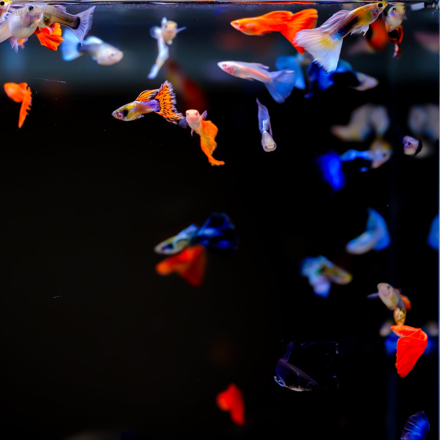 TWINSTAR 20B Ver. 3.0 – High-Performance WRGB Light for 20–25 cm (8–9.8″) Planted Aquarium