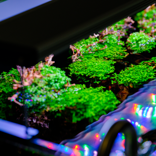 TWINSTAR 200S Ver. 5.0 - High brightness premium Aquarium LED Light for 20cm / 8" tank